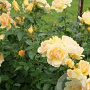 Rosa (F) Hansestadt Rostock 60 cm stam vierkant 6 L