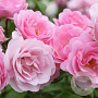 Rosa (H) Harlow Carr A kwaliteit wortelgoed vanaf 2 tak