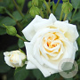 Rosa (P) Honeymilk 60 cm stam vierkant 6 L