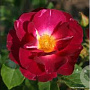 Rosa (F) Ile de Fleurs GM rozenpot 4L