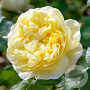 Rosa (H) Imogen GM rozenpot 4L