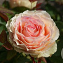 Rosa (T) Jalitah GM rozenpot 4L