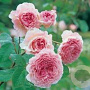 Rosa (H) James Galway GM rozenpot 4L