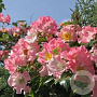 Rosa (K) 'Kew Rambler' GM rozenpot 4L