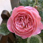 Rosa (F) Kölner Flora GM rozenpot 4L