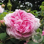 Rosa 'Königin von Dänemark' GM rozenpot 4L