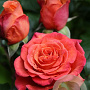 Rosa (F) La Palma Densiflora GM rozenpot 4L