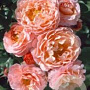 Rosa (F) Marie Curie GM rozenpot 3L
