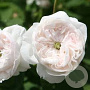 Rosa (H) 'Mme Hardy' GM rozenpot 4L