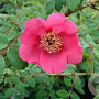 Rosa moyesii GM rozenpot 4L