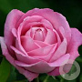 Rosa 'Mrs. John Laing' GM rozenpot 4L