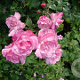 Rosa (H) 'Old Blush' GM rozenpot 4L