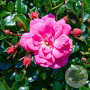 Rosa (H) Palmengarten Frankfurt GM rozenpot 3L