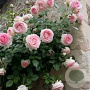 Rosa (K) Pink Eden Rose GM rozenpot 4L