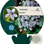 Isotoma fluviatilis GM P9