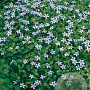 Isotoma fluviatilis GM P9