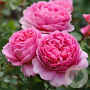 Rosa (H) Princess Alexandra of Kent GM rozenpot 4L
