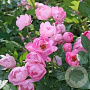 Rosa (K) 'Raubritter' GM rozenpot 4L