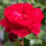 Rosa (F) Red Leonardo da Vinci GM rozenpot 4L