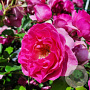 Rosa (H) Renée van Wegberg GM rozenpot 4L