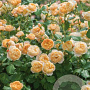 Rosa (H) Roald Dahl GM rozenpot 4L