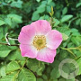 Rosa (o) rubiginosa GM rozenpot 3L