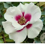 Rosa (F) See You in Purple GM rozenpot 4L