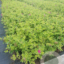 Rosa (H) Short Track GM rozenpot 3L