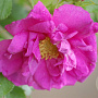 Rosa (R) Smart Roadrunner GM rozenpot 3L