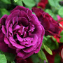 Rosa (K) 'Souv. du Docteur Jamain' GM rozenpot 4L