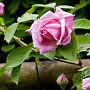 Rosa (F) Sweet Song GM rozenpot 4L