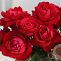Rosa (T) Tiamo GM rozenpot 4L