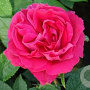 Rosa (H) 'Ulrich Brunner Fils' GM rozenpot 4L