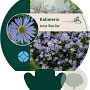 Kalimeris incisa 'Blue Star' GM P9