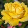 Rosa Yellow Meilove GM rozenpot 3L