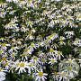 Kalimeris mongolica 'Mon Jardin' GM P9