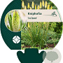 Kniphofia 'Ice Queen' GM P9