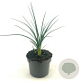 Kniphofia 'Mango Popsicle' GM 2,0L