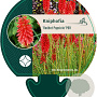 Kniphofia 'Redhot Popsicle' GM P9