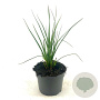 Kniphofia 'Redhot Popsicle' GM 2,0L