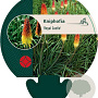 Kniphofia 'Royal Castle' GM P9
