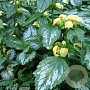 Lamiastrum gal. 'Kirkcudbr. Dwarf' GM P9