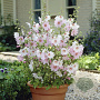 Lavatera 'Barnsley Baby' 30-40 cm 3,0L