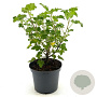 Lavatera Blue Bird 20-30 cm 3,0L