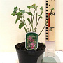 Lavatera 'Bredon Springs' 30-40 cm 3,0L