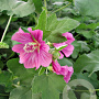 Lavatera 'Bredon Springs' GM P9