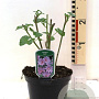 Lavatera 'Rosea' 30-40 cm 3,0L