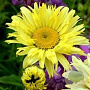 Leucanthemum 'Goldfinch' GM P9