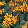 Ligularia d. 'Desdemona' GM P9