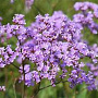 Limonium gmelinii Dazzle Rocks GM P9